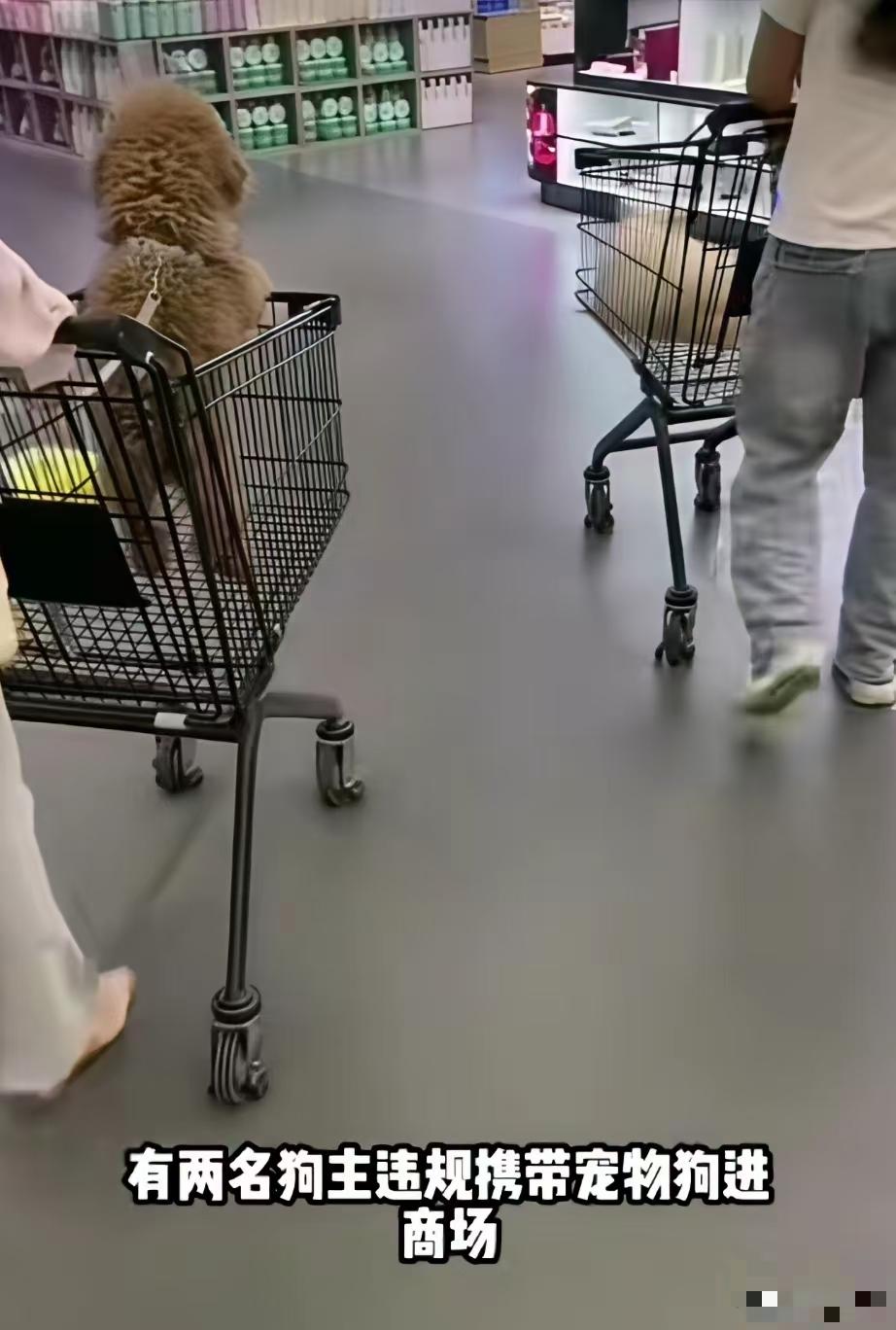养狗的越来越猖狂了。养狗的到底是什么素质？狗到处拉屎拉尿，狗毛狗虱到处飞！还随时