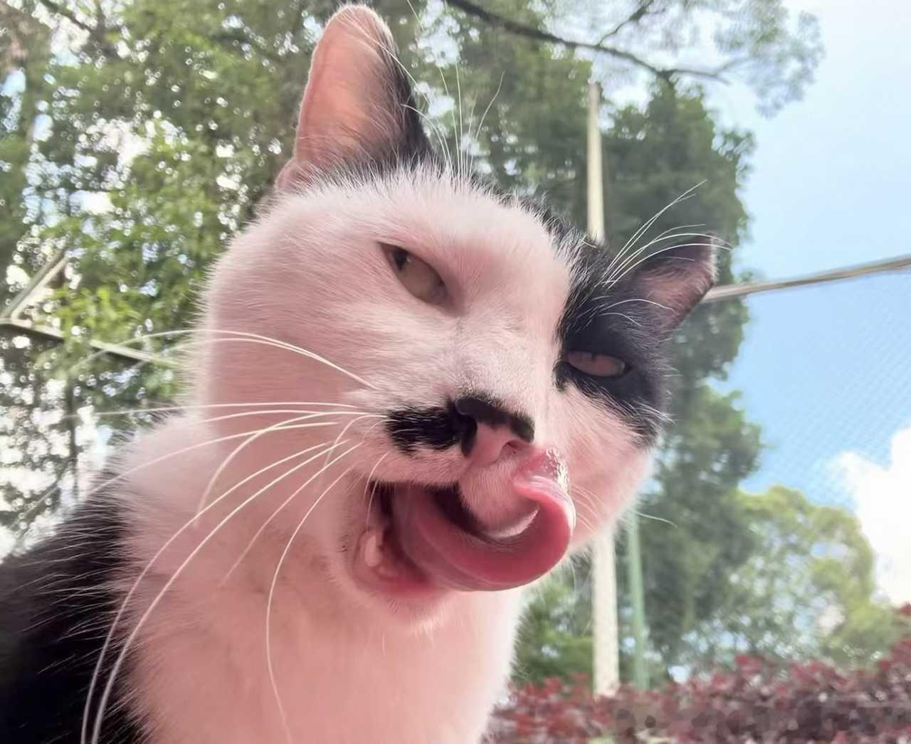 49536【丑猫】朋友学校的无敌丑猫