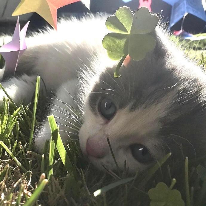 可爱猫咪🐱