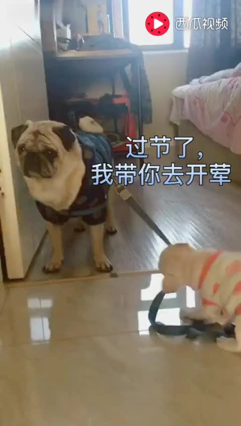 [高清]适合四个人的英文高清配音片段素材_土