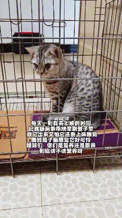 谁懂啊！网友家小猫也太懂事到让人心疼了吧网友家的小猫咪最近让她犯了难！每天