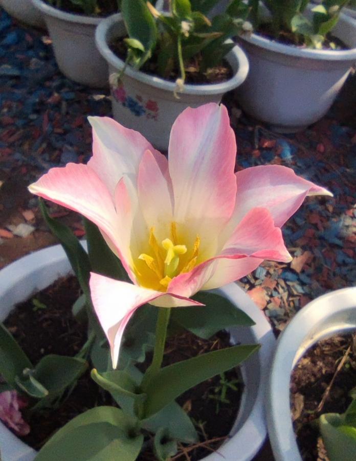 盆栽的《郁金香》艳丽多姿沈阳北陵公园第十届花朝节上，百花齐放，万紫千红