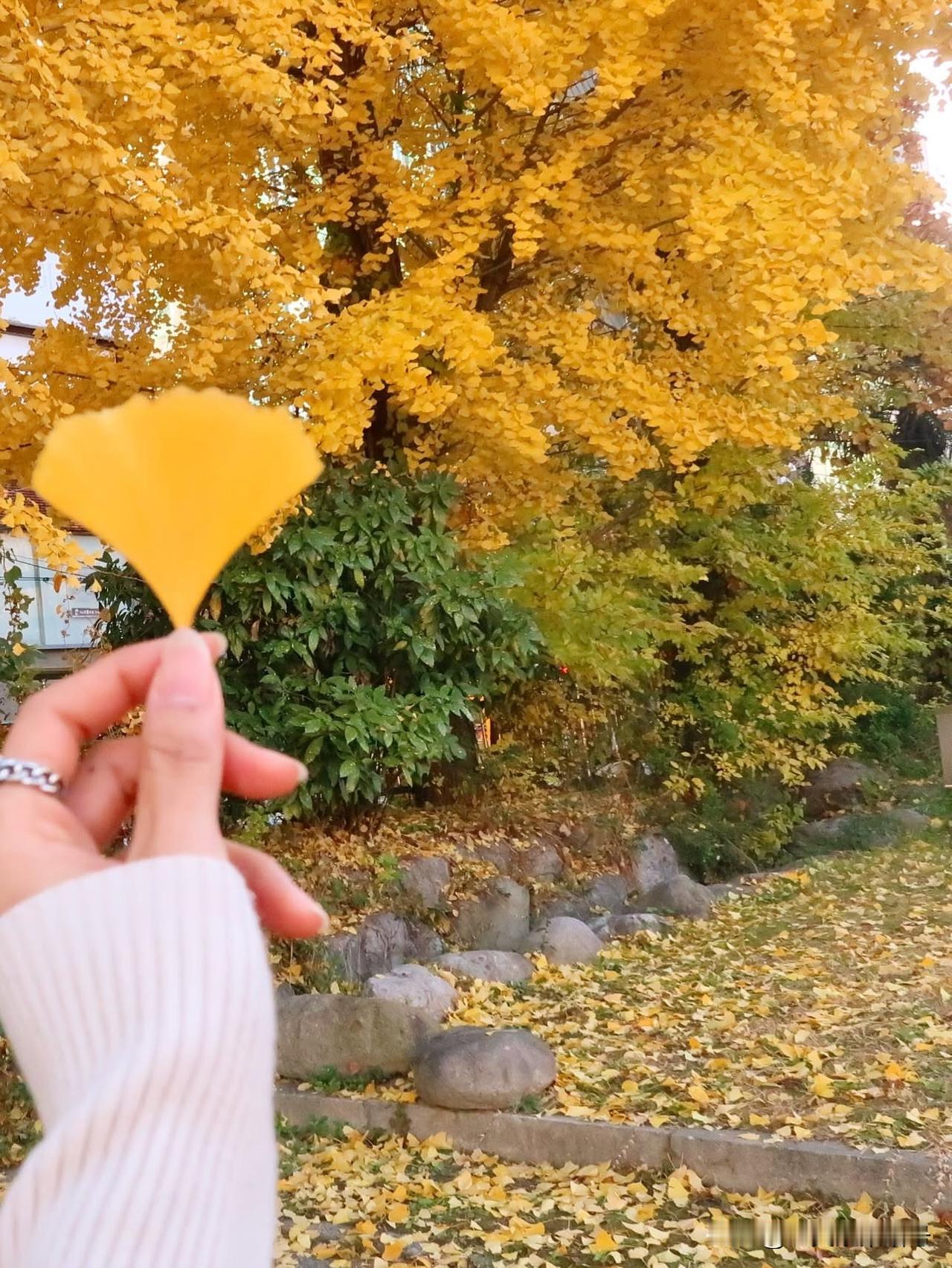 风把秋揉进银杏里，掌心里这枚小扇子，是季节递来的金色信笺。身后树桠淌着蜜色光，脚