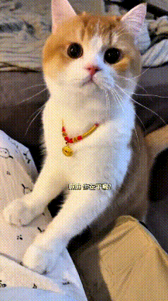乖乖嘞，你瞅瞅这只小猫，真跟家里的小娃娃一样！每到夜里准备睡觉的时候，它就准时跑