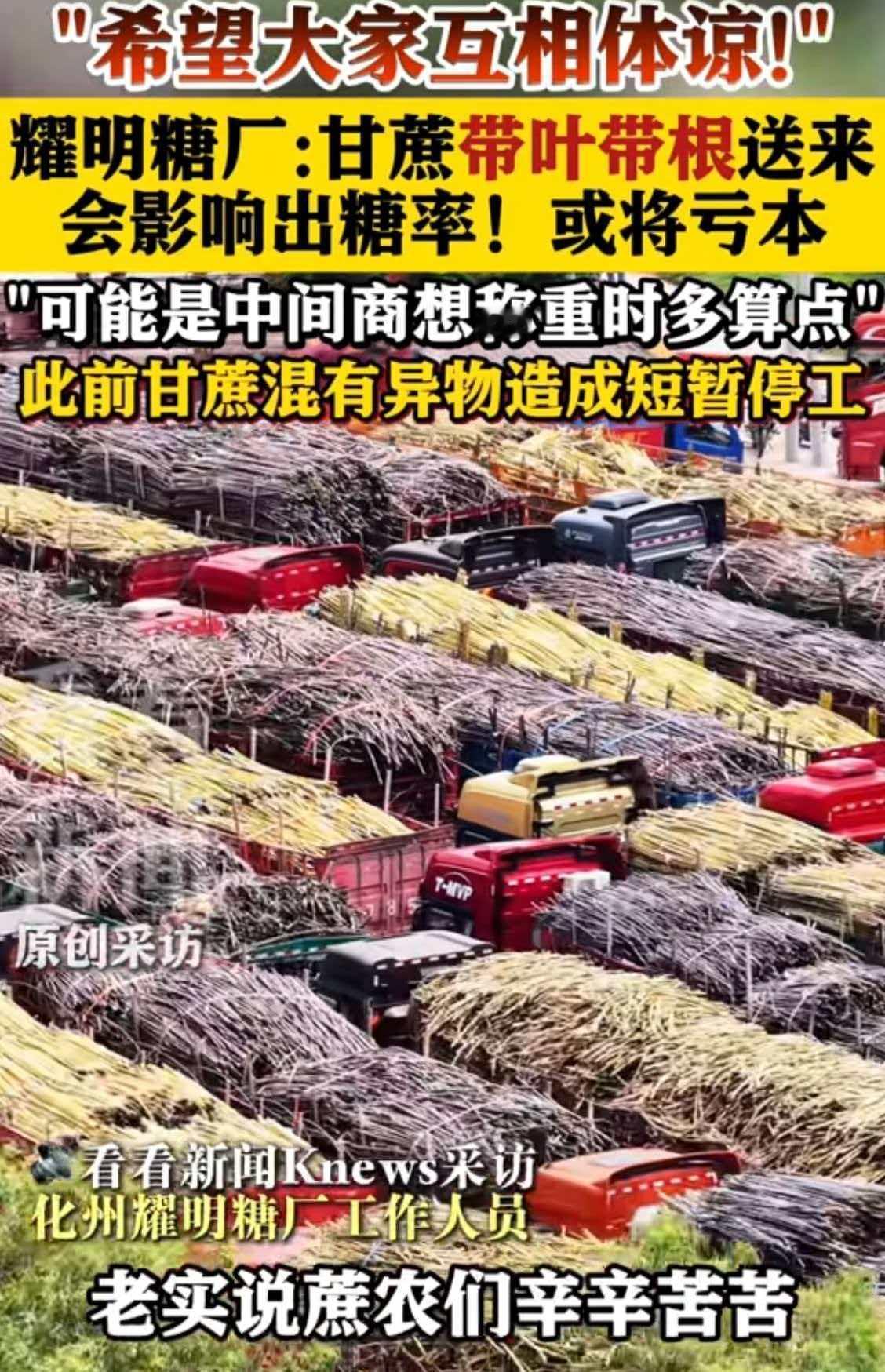 耀明糖厂明知亏本收购滞销果蔗，然而却遭遇了不该出现的“糟心事”，有人连根带叶就把