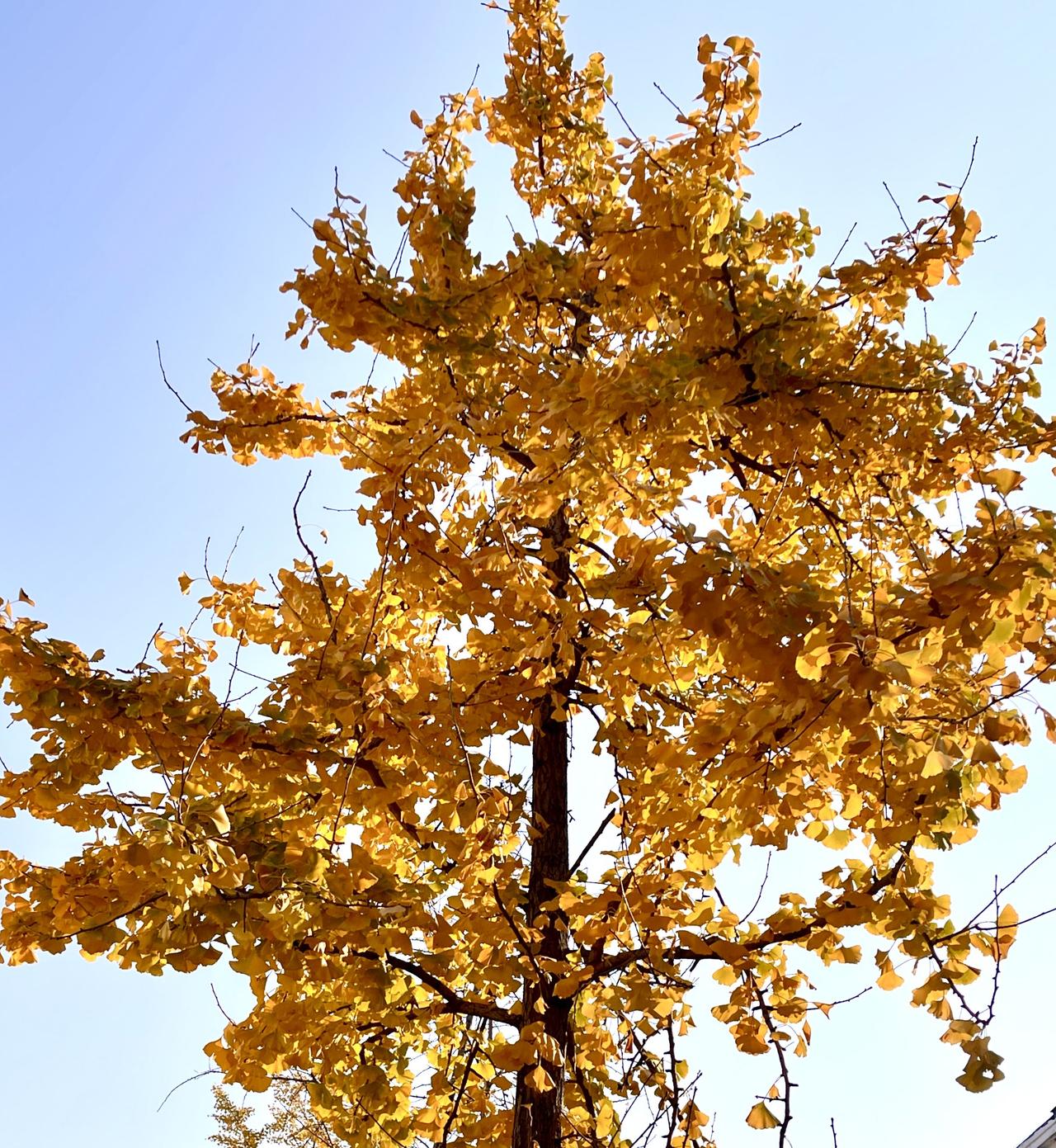 好美的银杏树这棵银杏树，树干笔直且纹理粗糙，似是岁月镌刻的