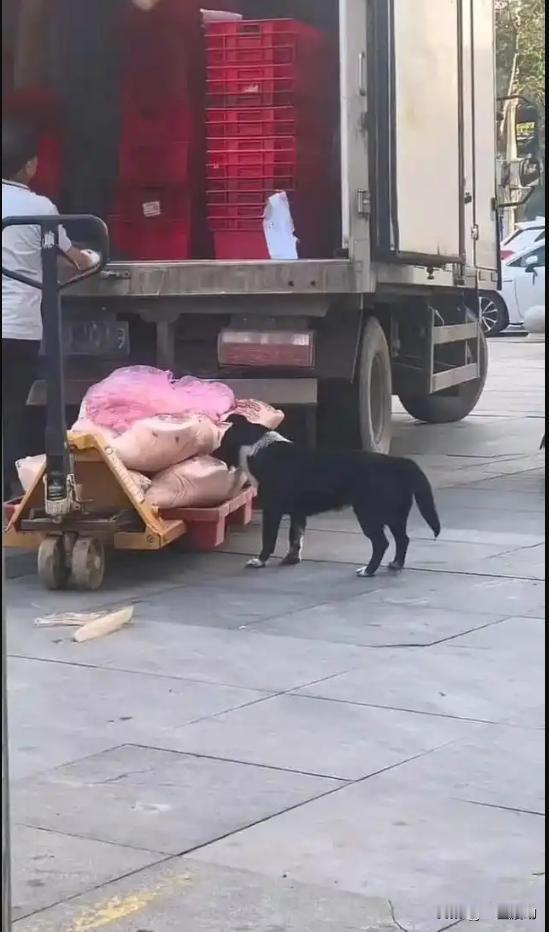 5月31日，一段狗啃猪肉的视频在网上传开了，旁边就站着超市工作人员，但这位员工没