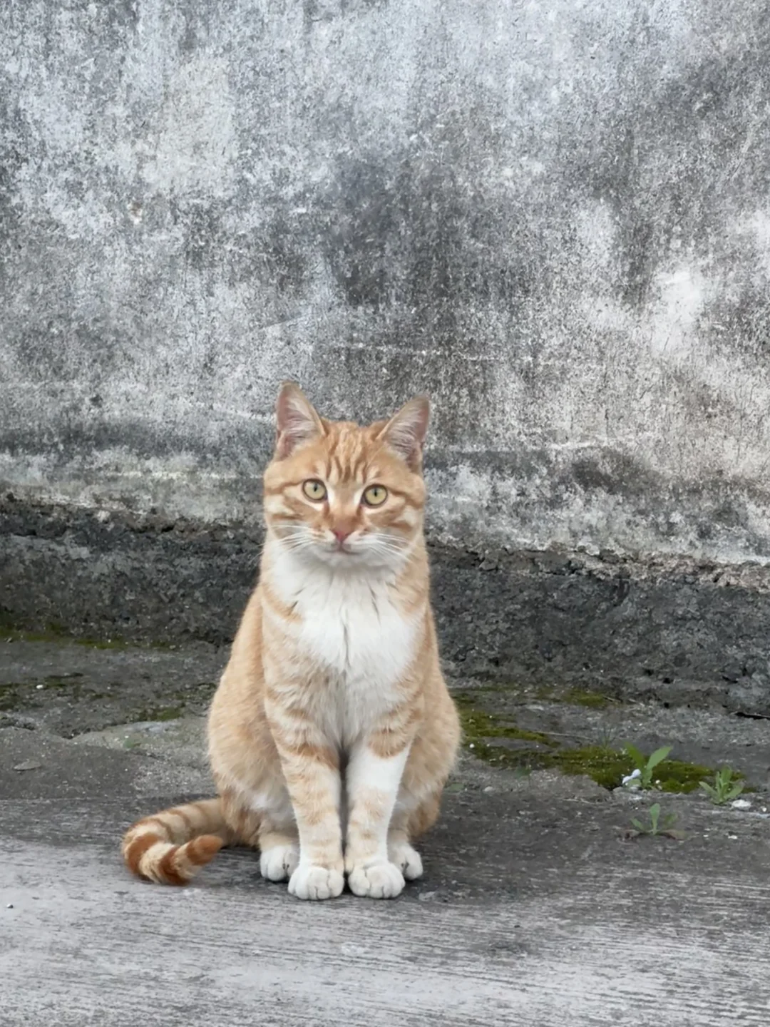 挑战最貌美流浪猫