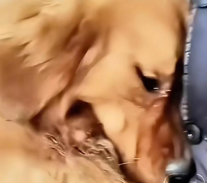 河南周口，这位男子，你这辈子都不配养宠物一男子在宠物市场通过50元买了一只宠物