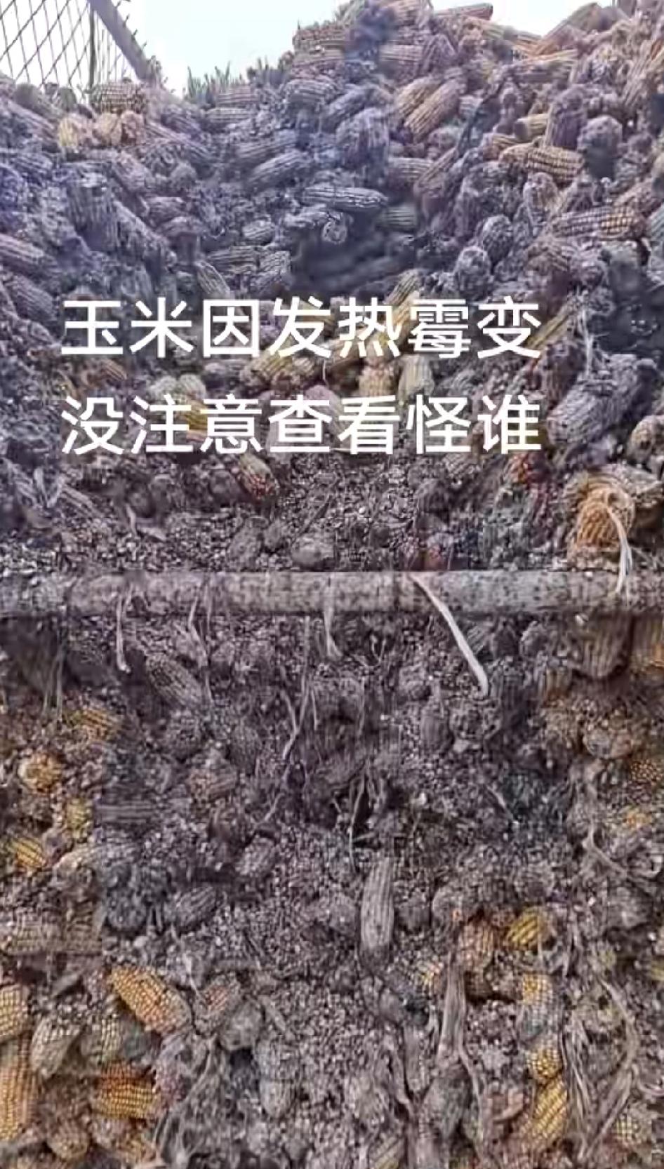 玉米发热霉变，这鬼天气让农民失声痛哭，一年收成归零，今年的玉米花生都不好全发霉了
