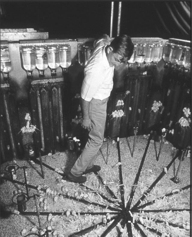 1970年，霍恩做过恐怖无比的实验，就是在一个没有天敌，没有疾病，食物和水都无限