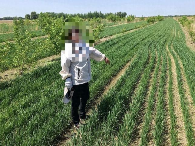 内蒙古通辽市，一农民在其承包的林地内种植了31.7亩小麦，破坏了林地原有植被