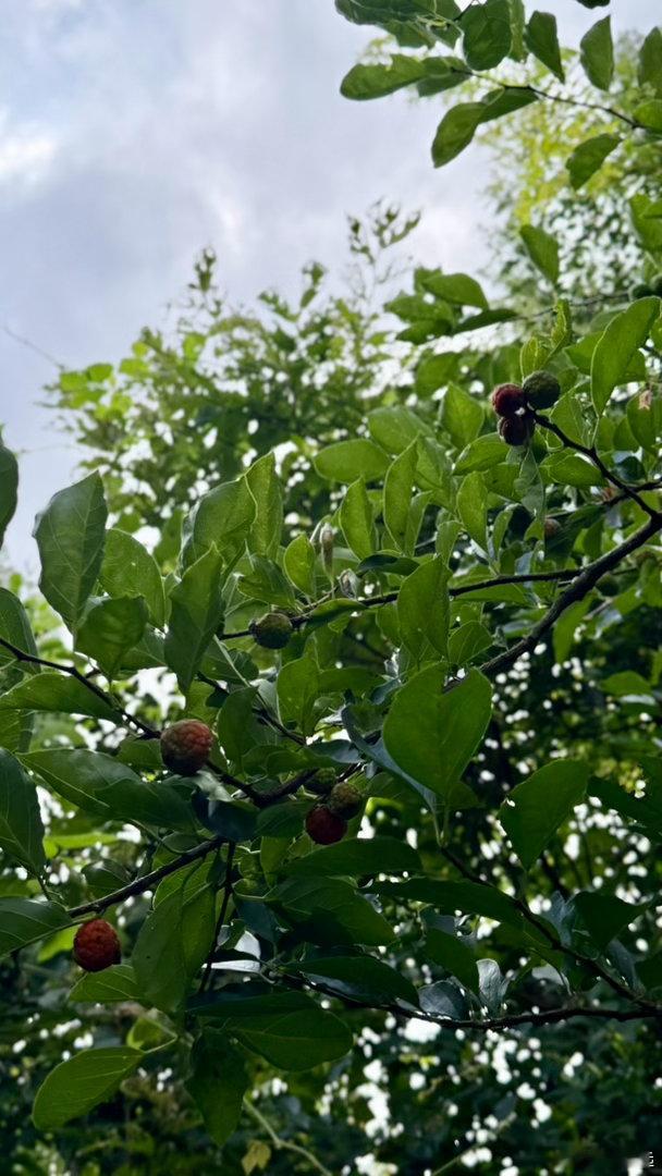 秋来消暑意，无花果满枝。