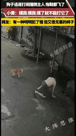 “太有灵性了”！广东，两只狗狗追逐打闹，主人刚好拿着两个碗经过，不料，后面的大黄