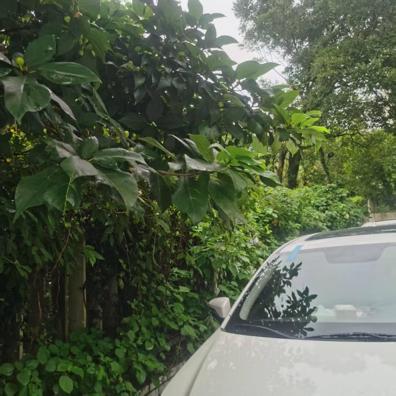 一个初中生的恶意那天，母亲让我晚上回家时，顺便给家里买块香皂回来。我所在学校