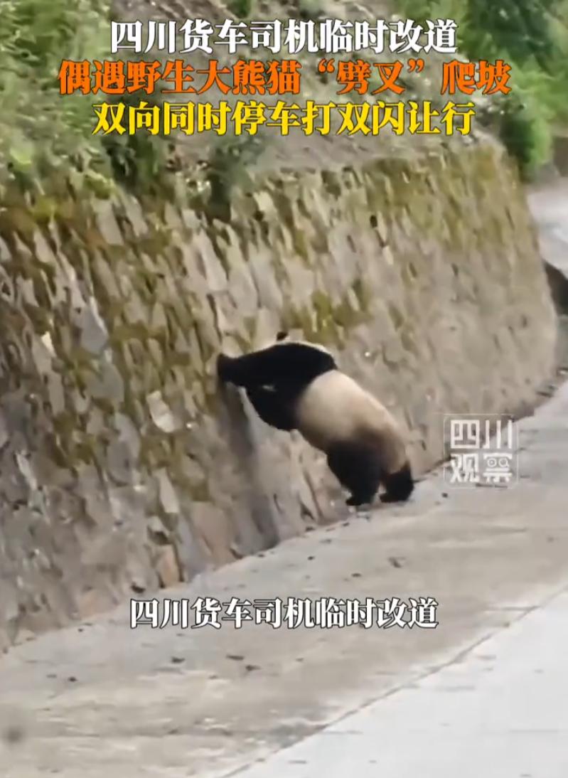 四川平武，常年跑运输的货车司机袁先生遇上了这辈子都难忘的奇遇。原本他规划好全程走