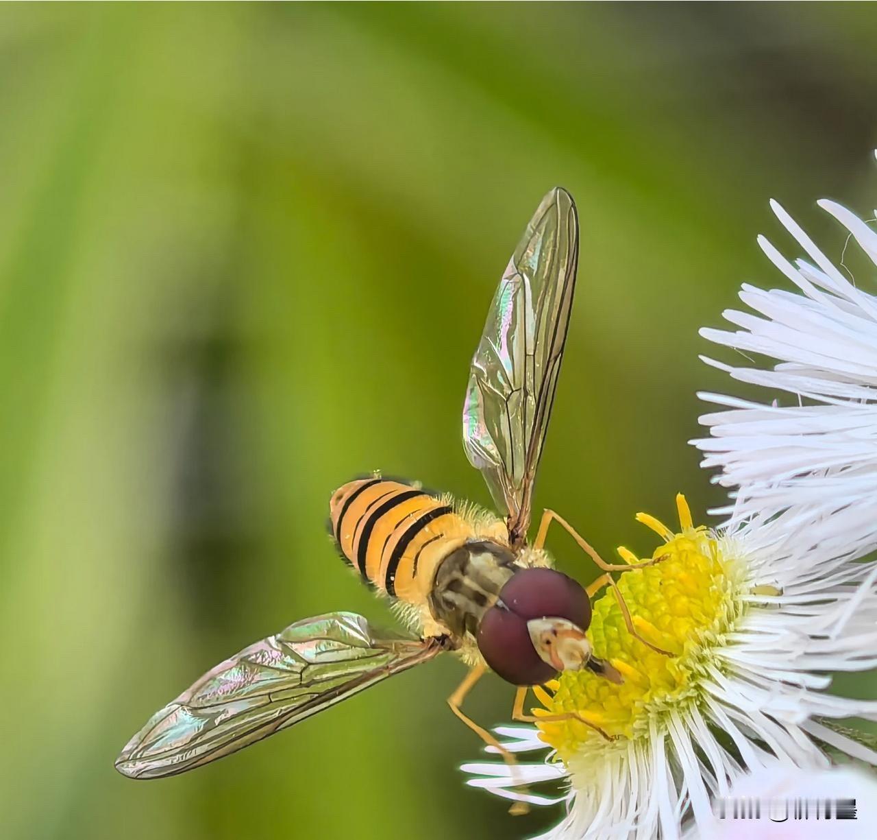 你以为这张照片里，拍的是小蜜蜂吗？并不是。这种长得很像小蜜蜂的昆虫，叫做食蚜