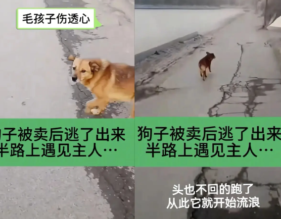 村子里东头娃他同学家，被卖掉的狗狗“大黄”跑回村子来了。    当时大黄被卖的