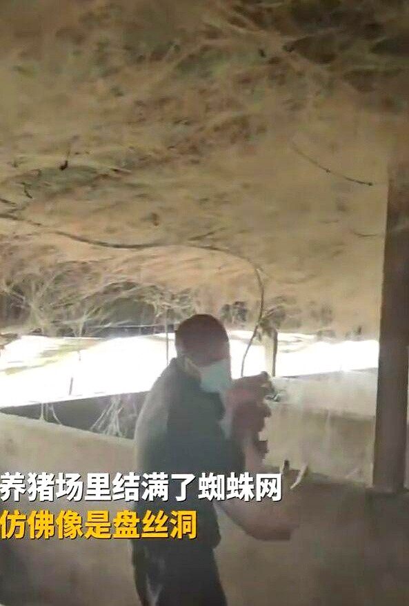 山东潍坊一养猪场，画风清奇。猪圈里密密麻麻的蜘蛛网，不知道的还以为走进了盘丝洞。