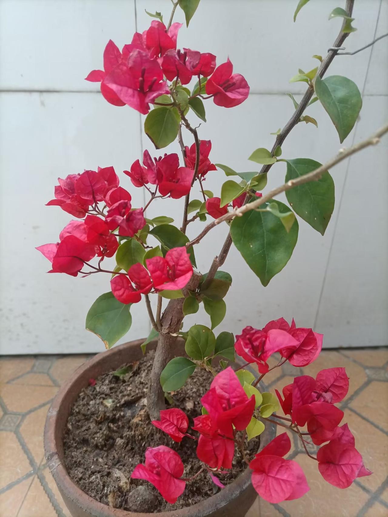 曾经我也发誓再也不养三角梅，买回家精心伺候了大半年，浇水勤快，不敢动剪刀，结果枝