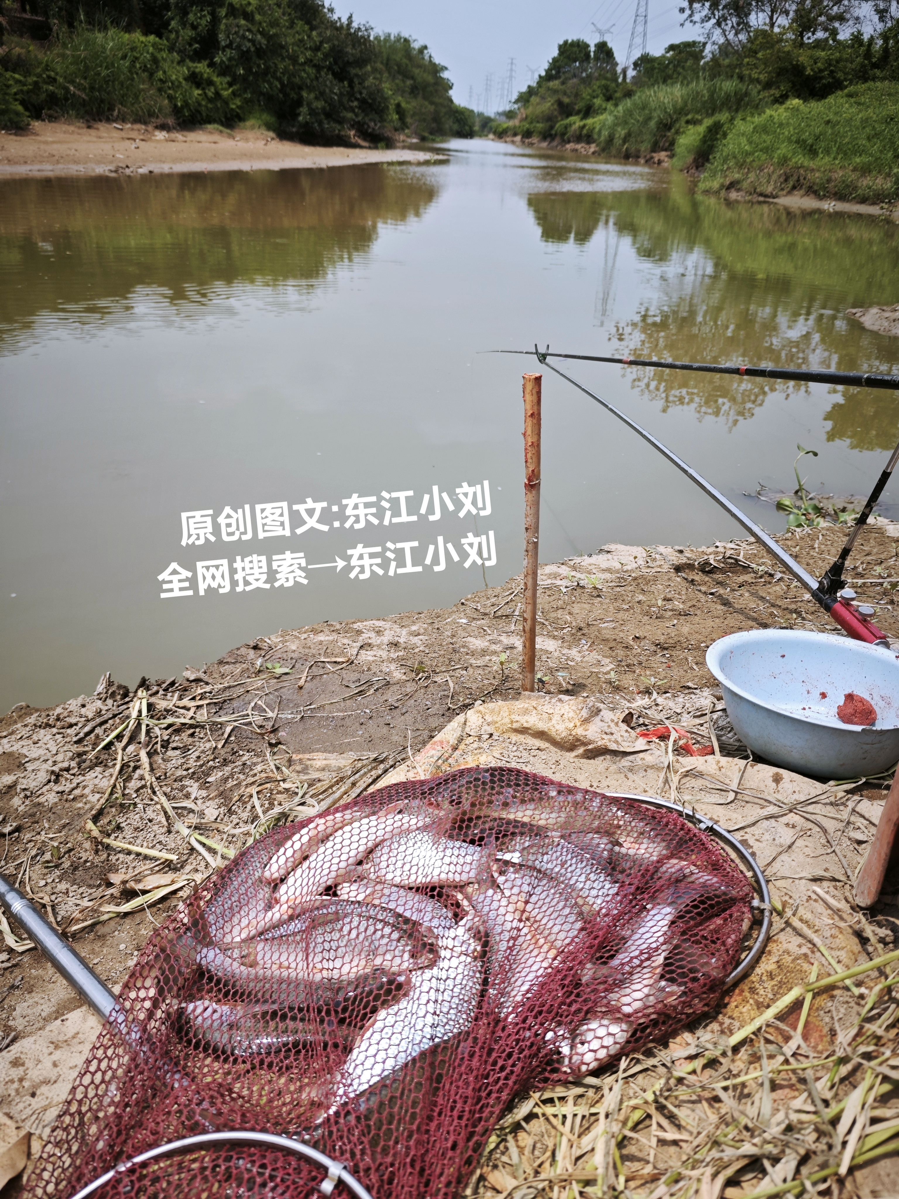 昨天中午，在惠州三岔口泥巴滩钓鱼，钓的全部这种土白鲮，水这么浅还这么藏鱼，怪不得河面上到处都是浑水，