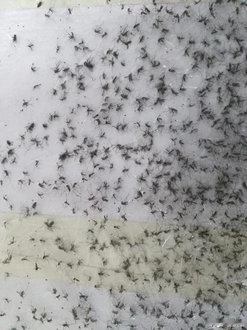 44.4℃高温下，河南蚊子集体“阵亡”河南这波高温有多离谱？44.4℃的极