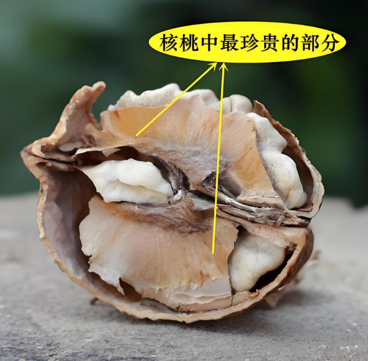 吃核桃时，果核里那层薄薄的木质隔膜（俗称分心木）别扔，晒干后泡水喝，对身体有不少