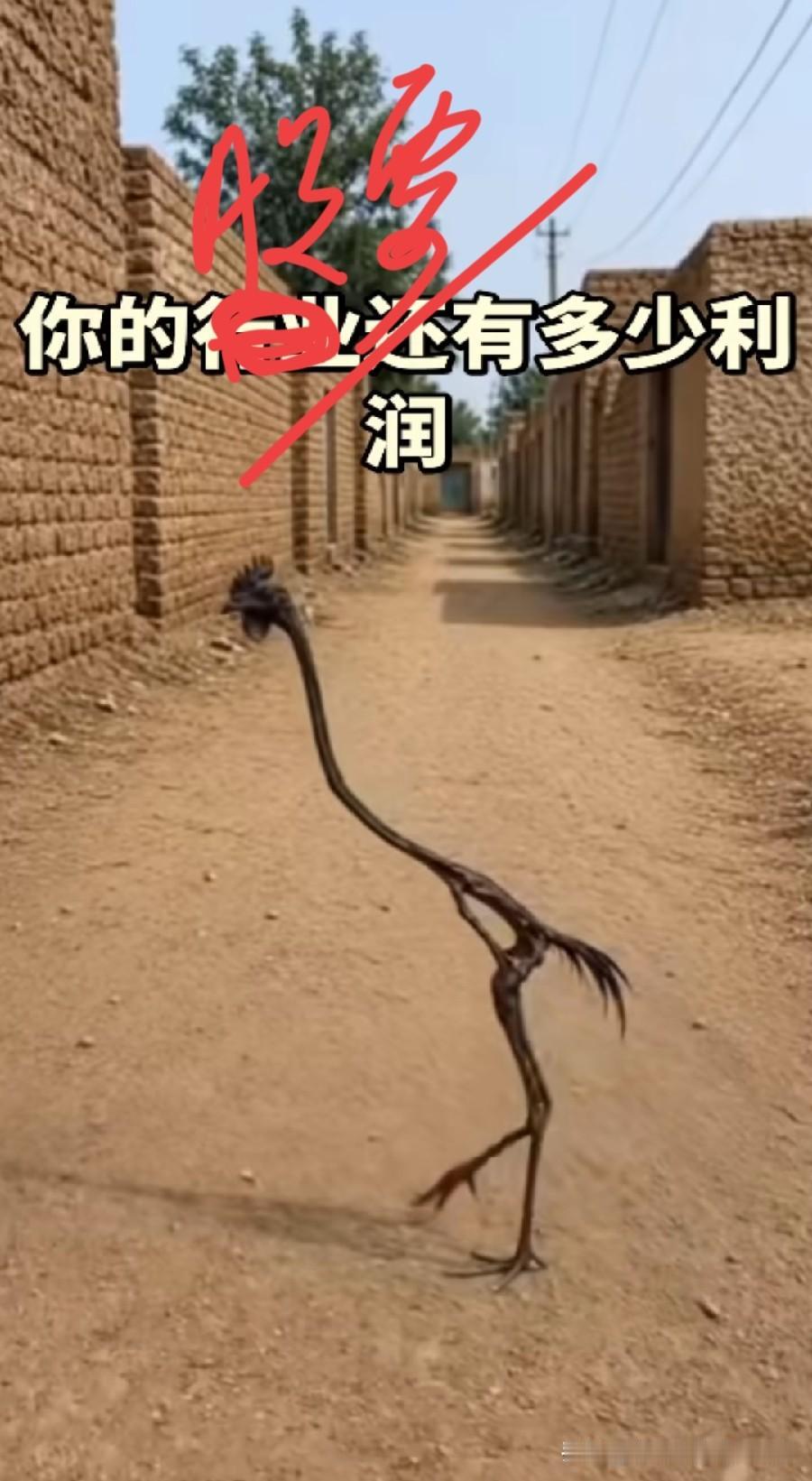 【今天科技股大跌！请宇树科技给个解释】玉树科技今天上市，确实是一件大事情，但