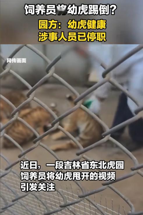 8月30日，一只4个半月大的小老虎，咬了饲养员一口，饲养员一脚踢过去，小老虎直接