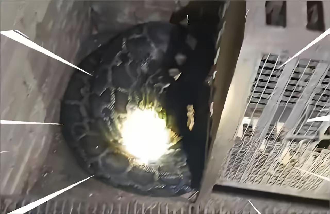 19斤大蟒闯猪圈干饭被抓！猪群淡定围观，网友笑翻：干饭界卷王谁能想到，农户