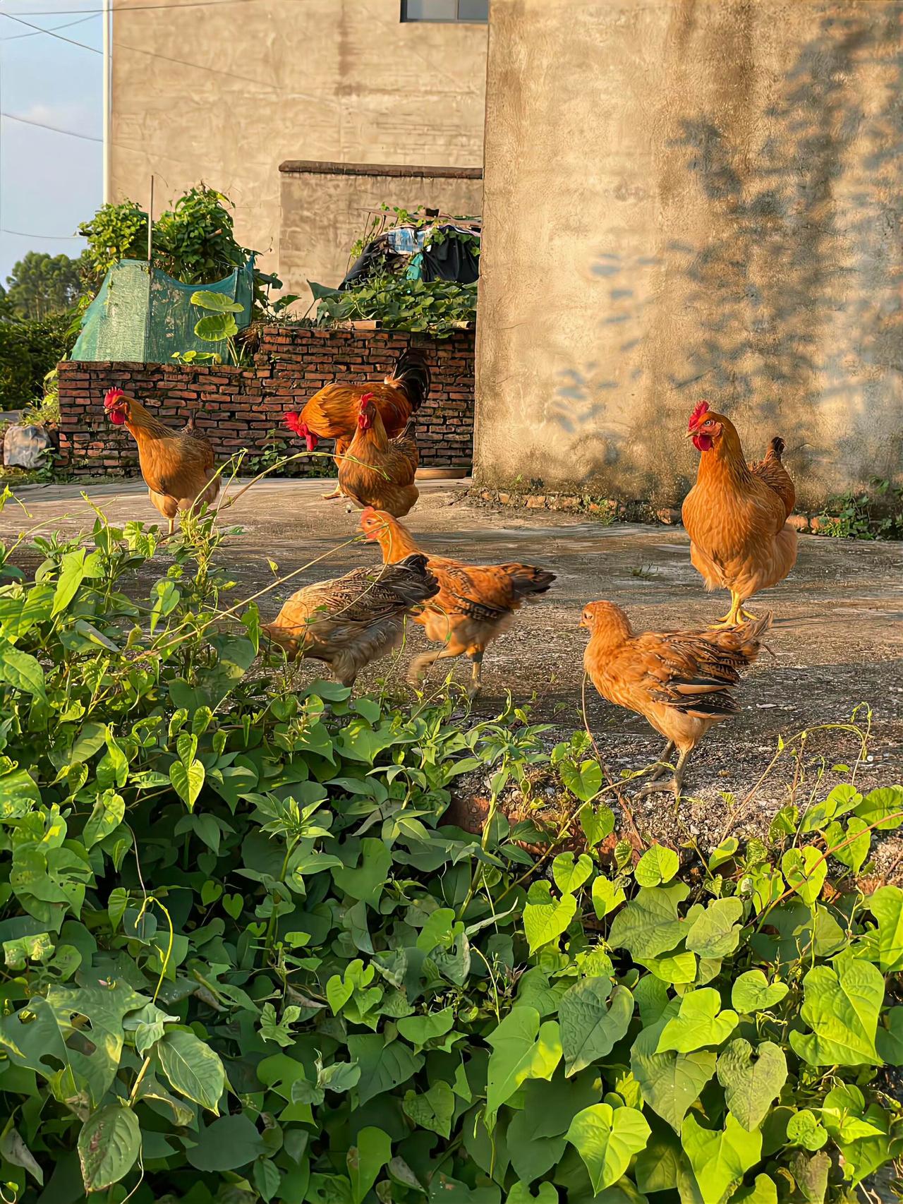 能让你想起家乡的味道吗？