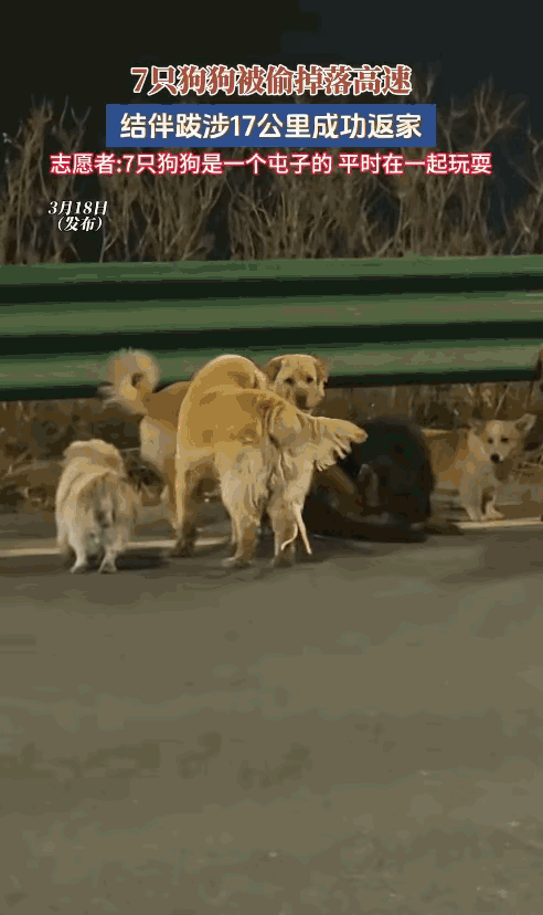 长春七只狗狗是一个屯子的，在这个事件里，我看了半天，才看到，它们中间有一个带头大
