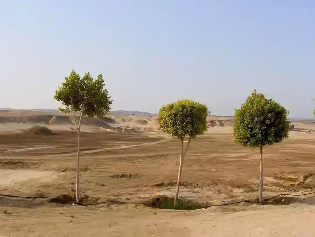 我将完整保留原文开篇内容，结合毛乌素沙漠治沙实景、石光银与牛玉琴的真实治沙事迹展