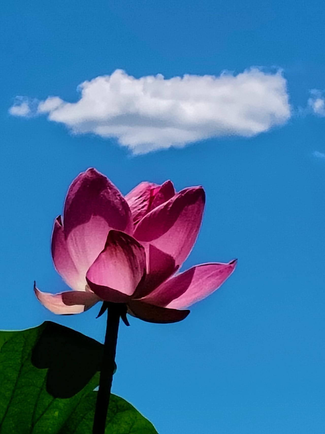 接天莲叶无穷碧映日荷花别样红今天午前，穿走莲花池公园。碧水盈盈，清风荷香，池