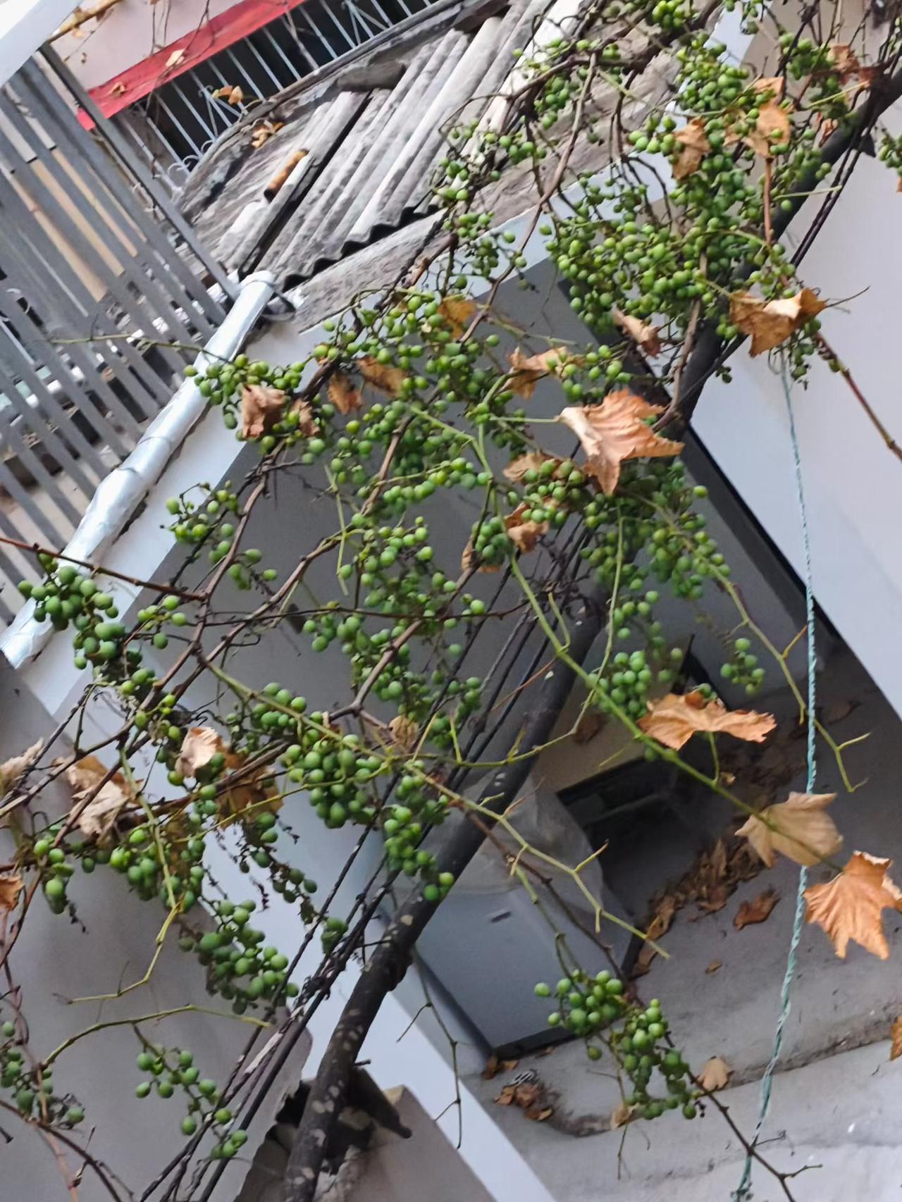 葡萄还没有熟，叶子枯萎了，这是怎么回事？