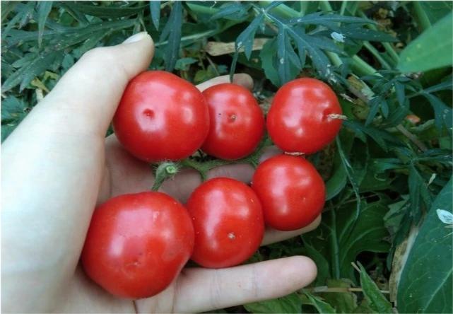 西红柿不能随便吃？医生忠告：不想肾脏罢工，这几种蔬菜不要贪嘴肾脏每天处理的血