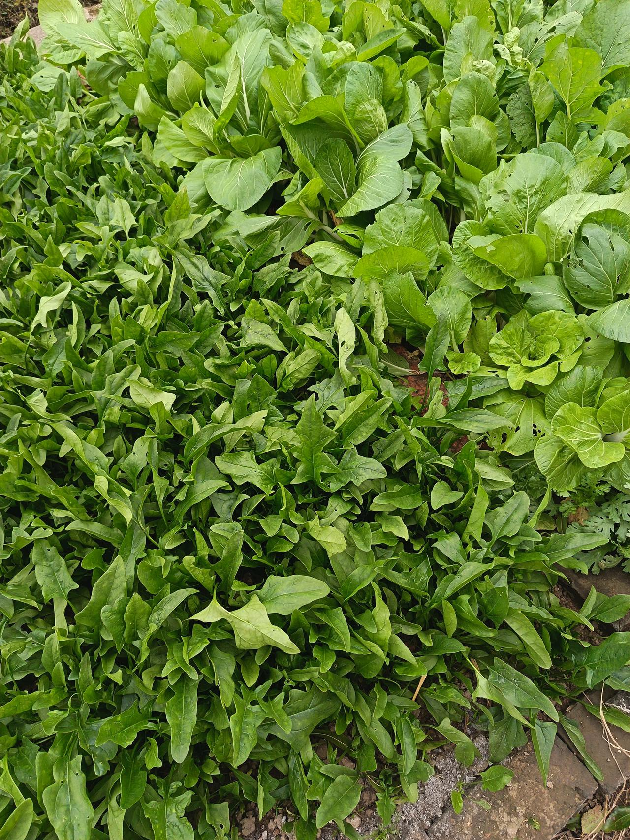 不知大家发现了没有，现在越来越多的人体检发现了脂肪肝。大家都认为是吃了太多的