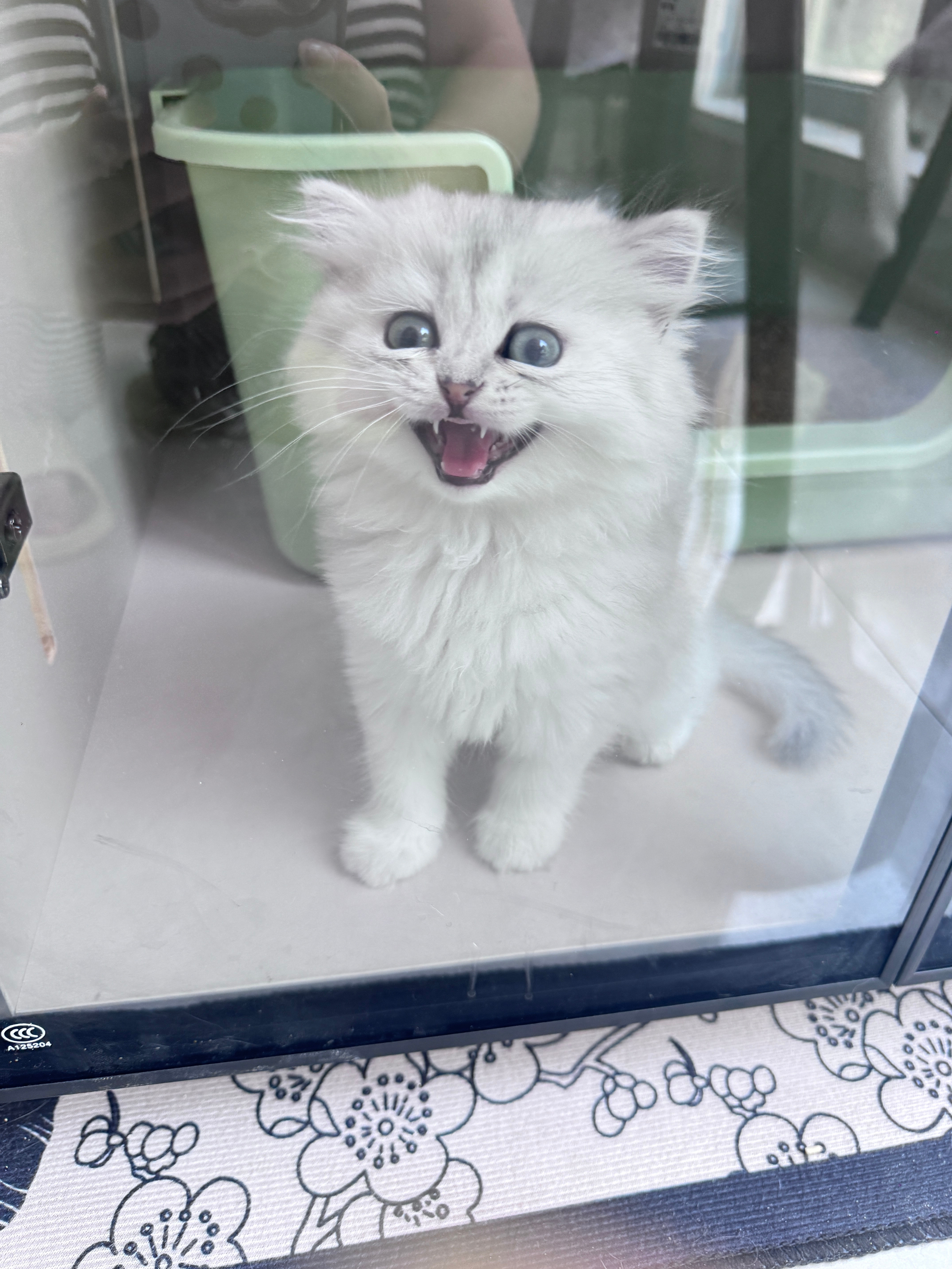 我们家的猫咪不爱在笼子里面呆，可是谁懂喂两只猫经常打架的烦恼
