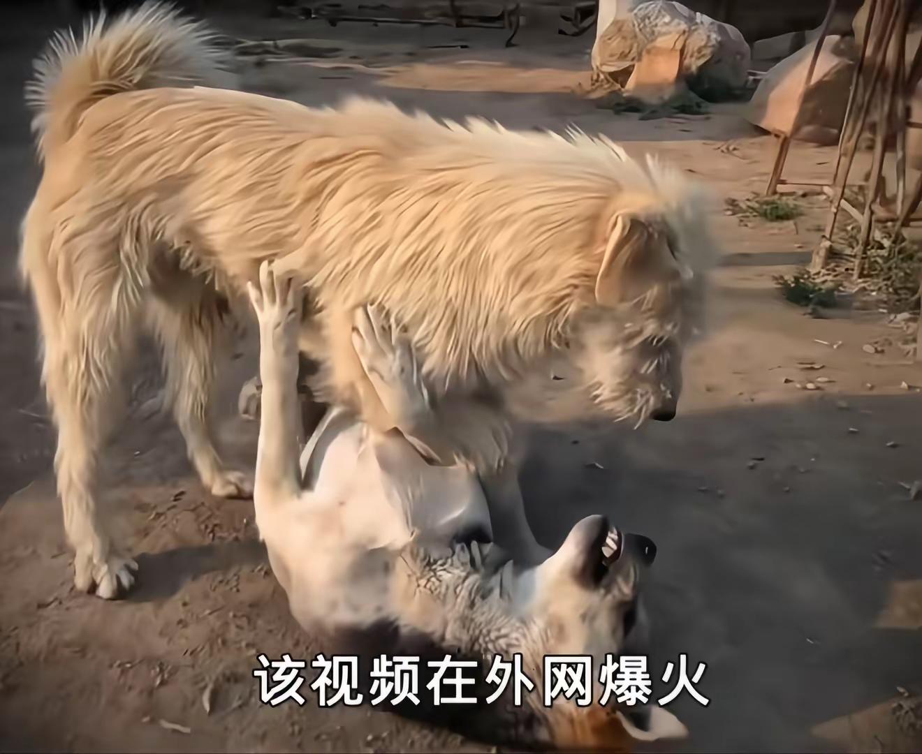 40斤下司犬成“潦草”狗王！杜宾犬向它下跪，从出生就与众不同！