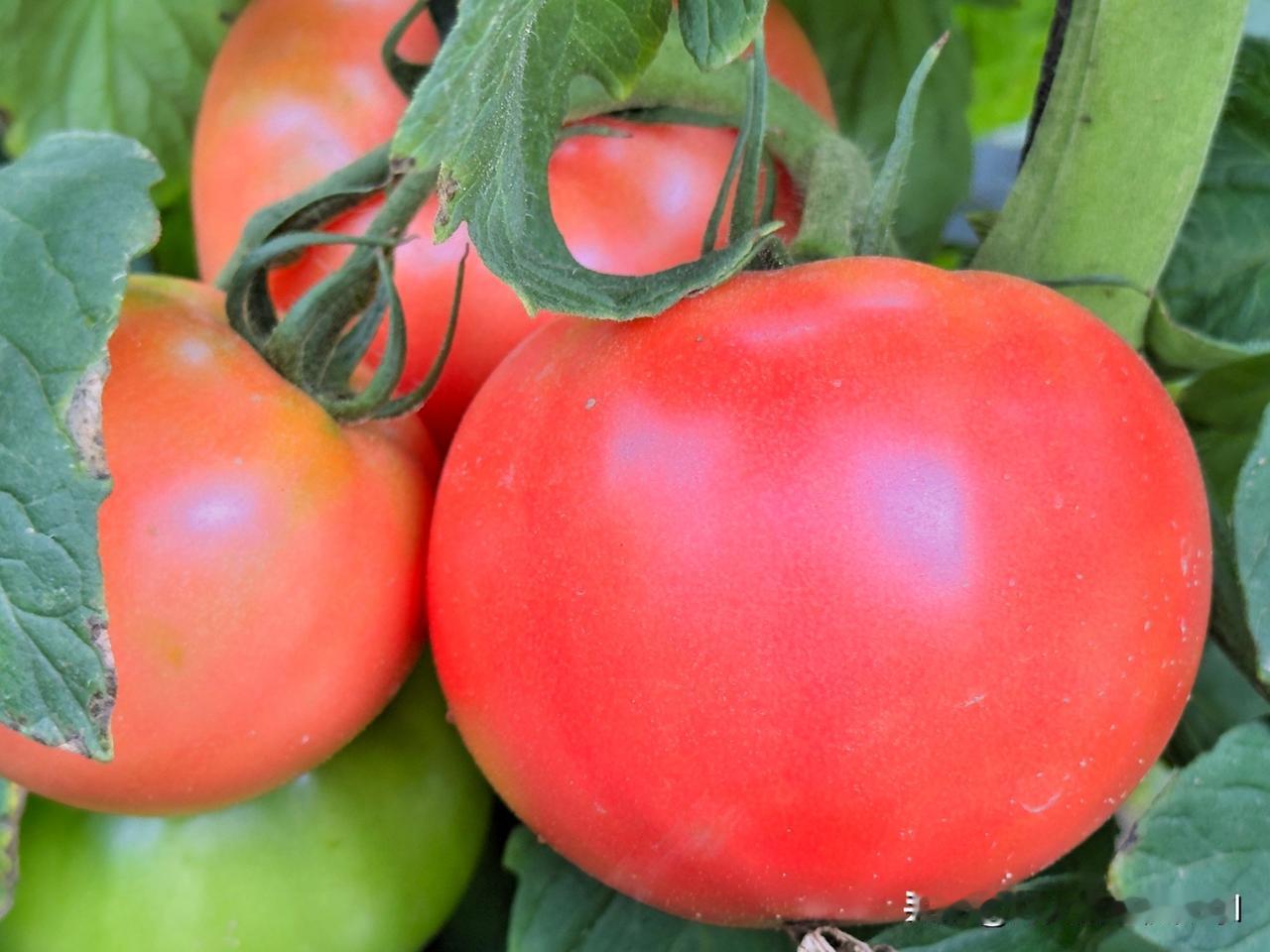 下午沿着小路溜溜哒哒，有花有菜，偷了几个西红柿🍅路过蔬菜种植基地，打算买点