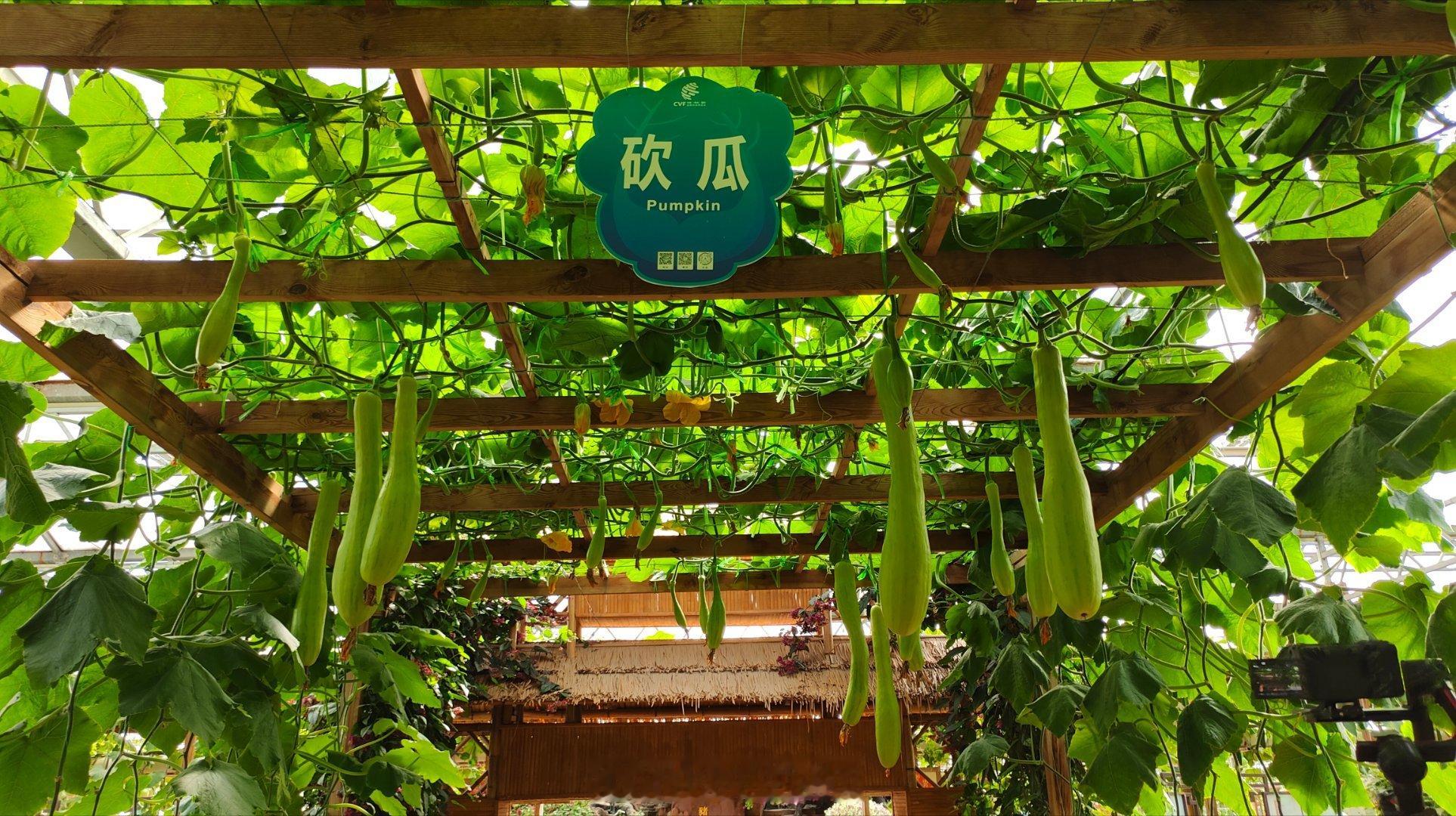 写《齐民要术》的贾思勰竟然是寿光人！怪不得现在寿光蔬菜搞得这么牛！真的是有传承的