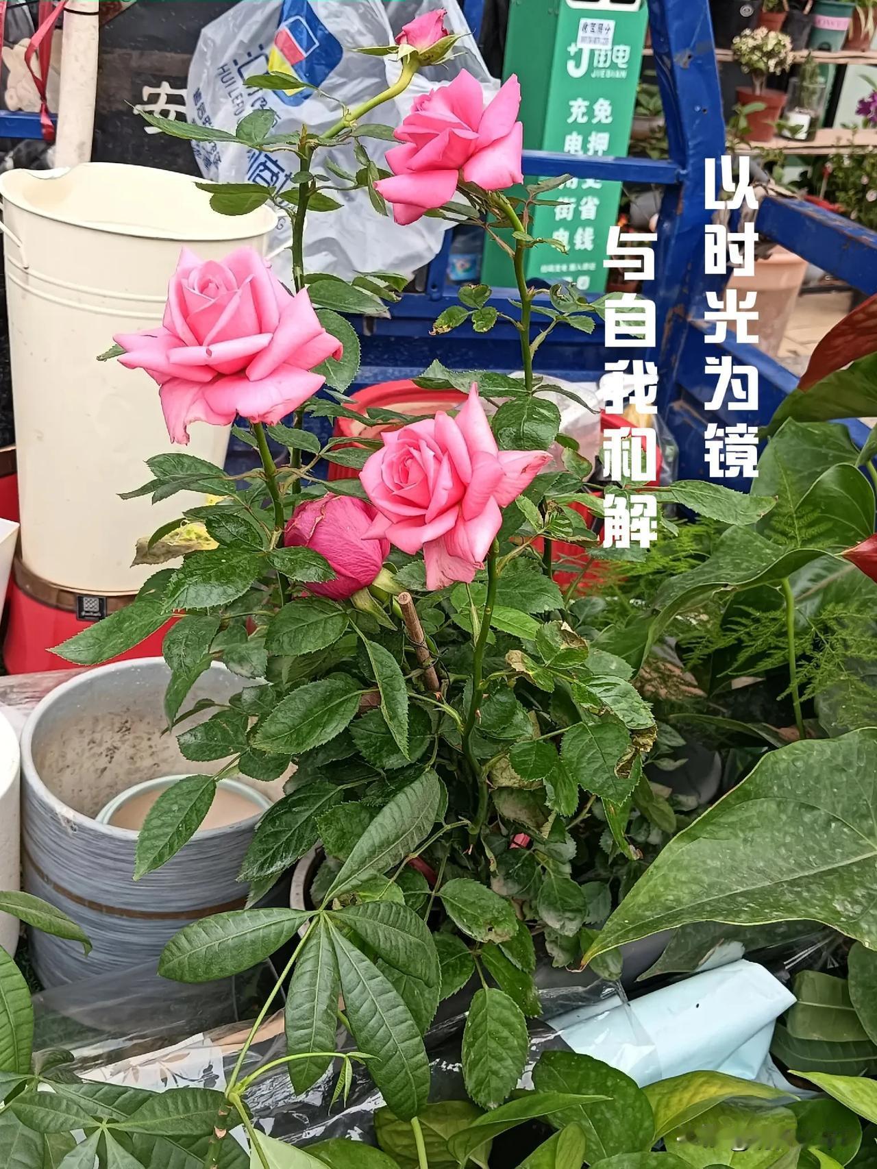 以时光为镜，与自我和解成年人的世界，似荆棘满布的征途，每一步都藏着未知的辛苦