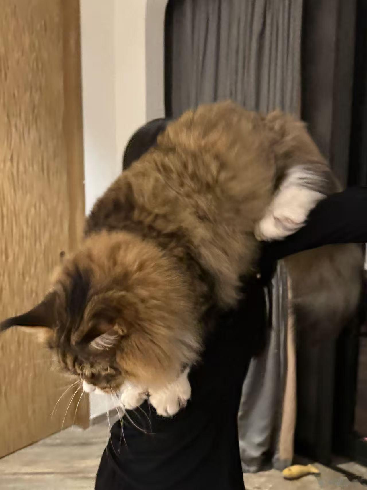 田曦薇扛猫的兵田曦薇扛起一辆猫田曦薇扛起一辆猫，哈哈，可爱​​​