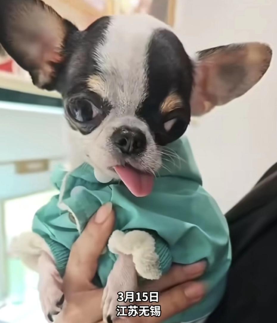 不该多嘴的！江苏无锡一店员逗客人的宠物犬被咬，喜提5针狂犬疫苗。当事人：费用是自