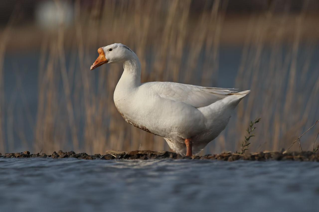 雪雁[祈祷][祈祷][祈祷]