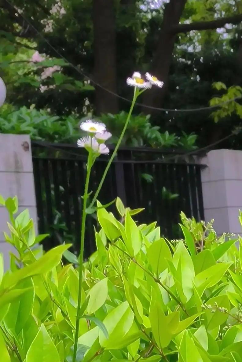有时，有个好闺女，还不如有个好女婿。我们单位有个女职工，北京本地人，老公是外