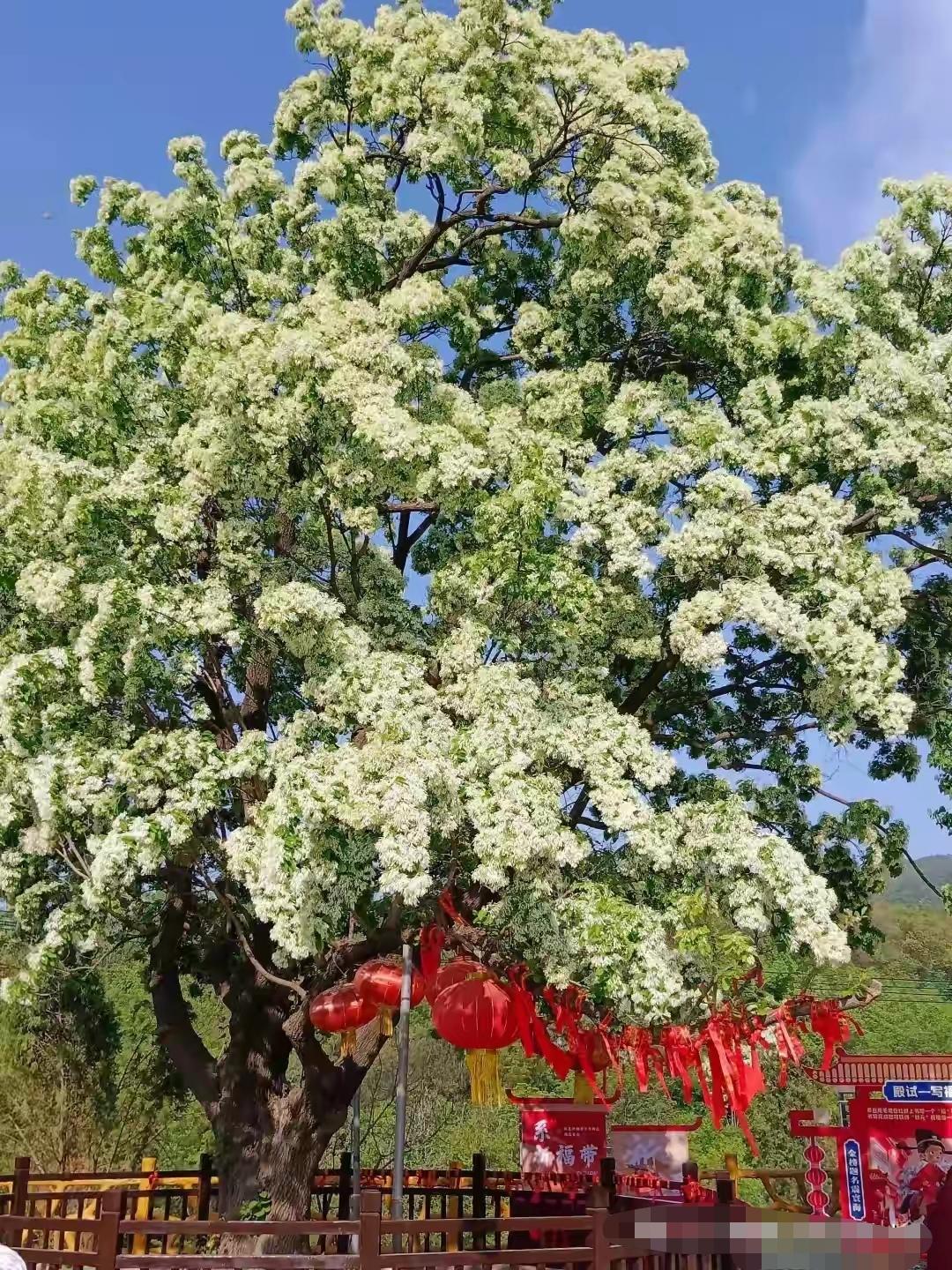 我真没想到，焦作一个巴掌大的小山村，能火成这样。就为看一棵树。四月一开花，满