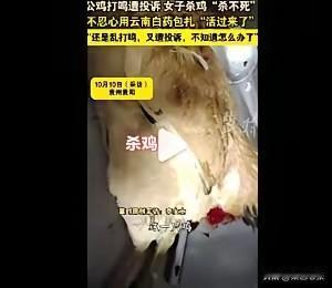 这只贵阳公鸡堪称“鸡坚强”！因打鸣被主人宰杀，流了大半碗血竟还能“复活”，全靠云
