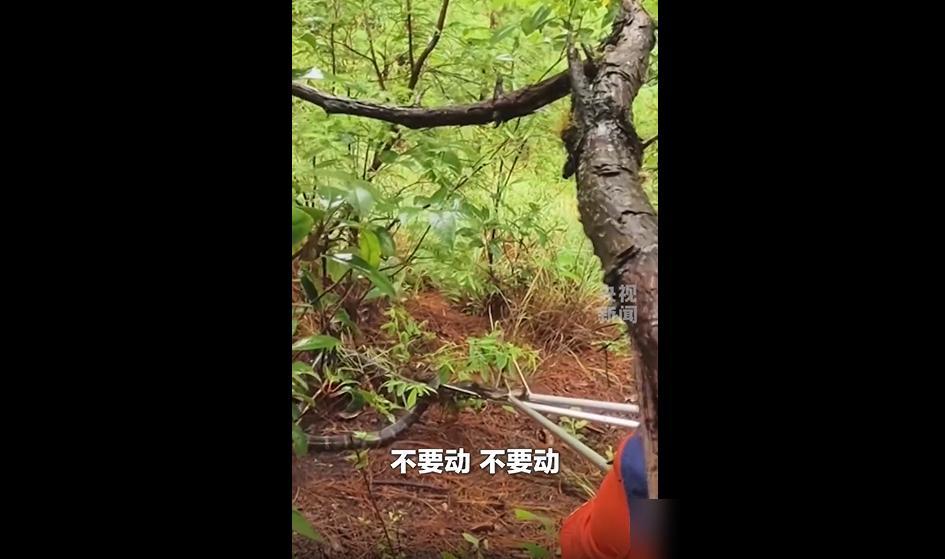 夏天草木茂盛，野外蛇虫出没太常见。我前两年回老家上山摘杨梅，撞见个手腕粗的黑