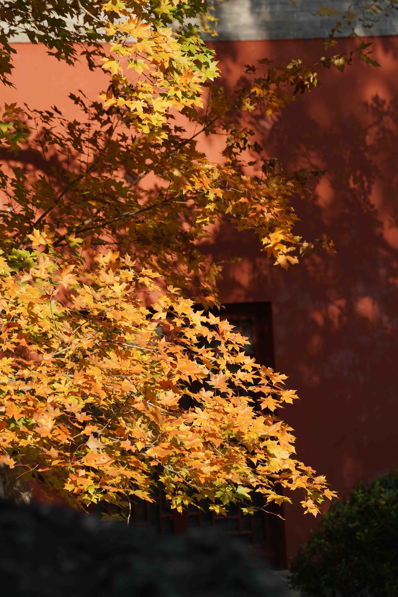 踏进千年古刹大觉寺，那棵栽于辽代的银杏金黄的正当时，30多米高茂密古树金灿灿的，